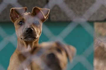 a dog behind a fence
